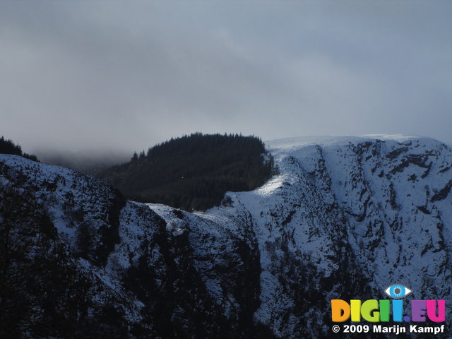 SX02790 Pine trees on snowy Lugduff mountain, Glendalough